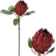 Kwiat protei, 60cm, bordo