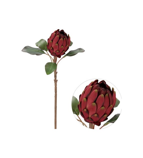 Kwiat protei, 60cm, bordo