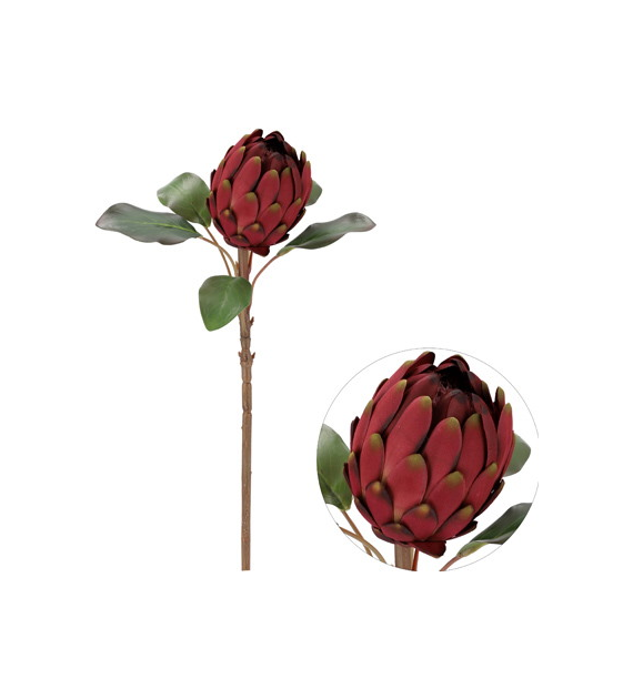 Kwiat protei, 60cm, bordo
