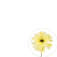 Gerbera pojedyncza na gałązce z omszałej jakości, 60cm, żółty