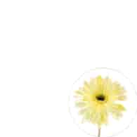 Gerbera pojedyncza na gałązce z omszałej jakości, 60cm, żółty