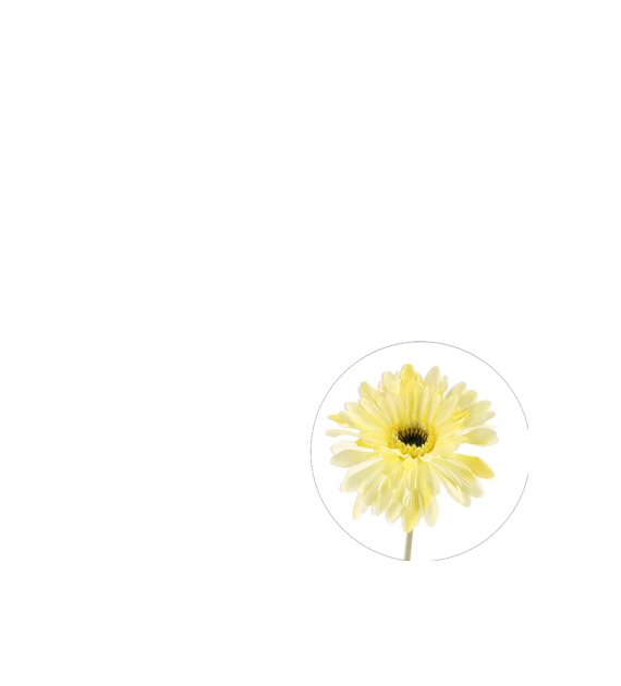 Gerbera pojedyncza na gałązce z omszałej jakości, 60cm, żółty