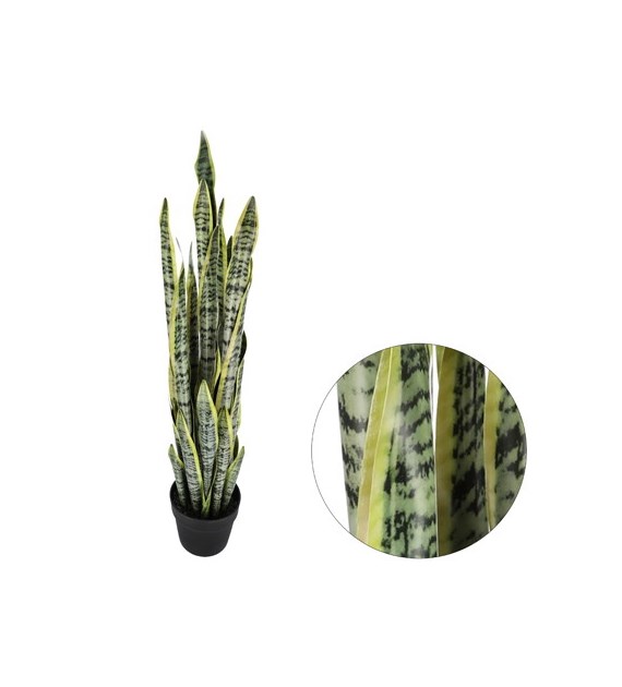 Sansewiera w doniczce plastiskowej, 85cm,  ziel