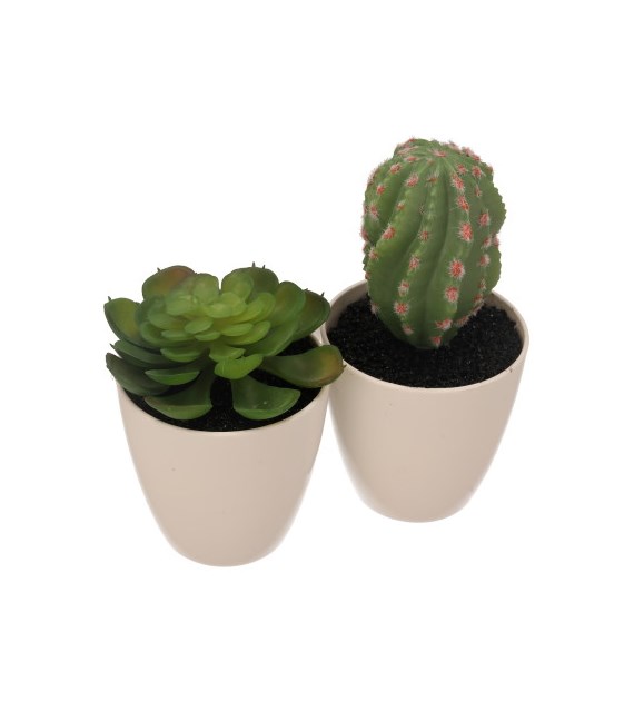 Kaktus w plastikowej doniczce, 15cm, zielony