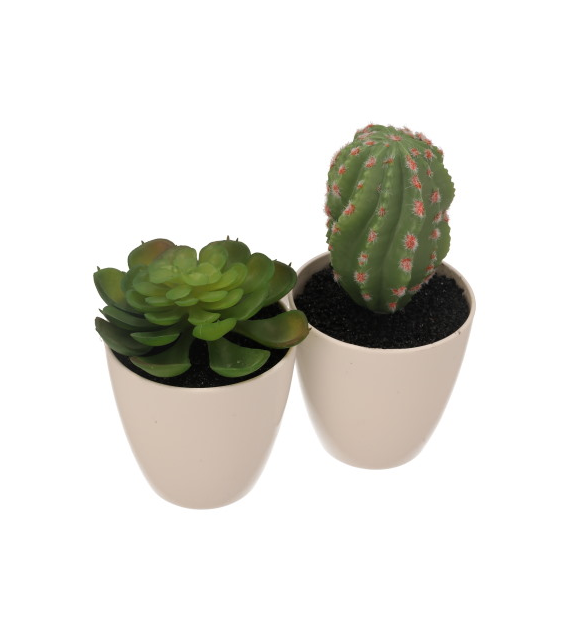 Kaktus w plastikowej doniczce, 15cm, zielony