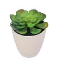 Sukulent w plastikowej doniczce, 15cm, ziel