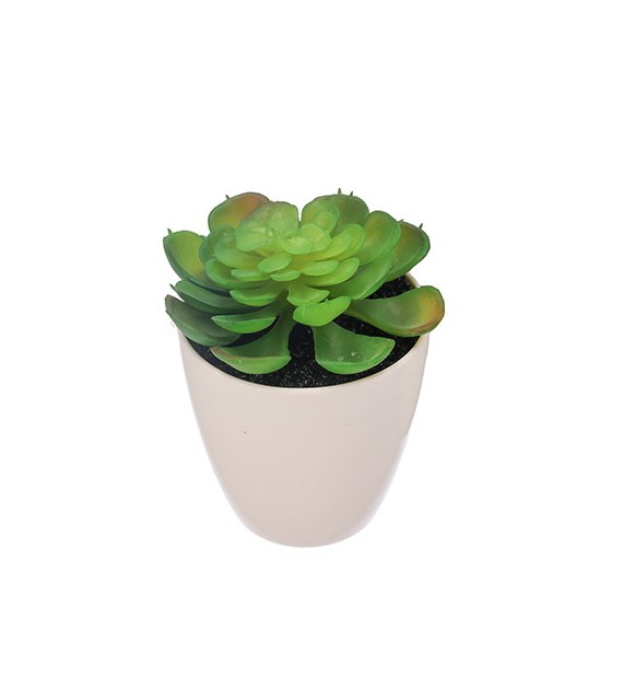 Sukulent w plastikowej doniczce, 15cm, ziel