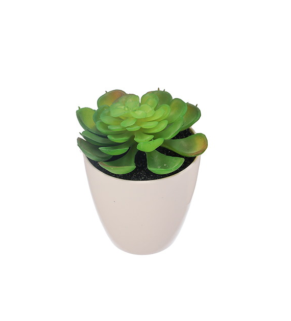 Sukulent w plastikowej doniczce, 15cm, ziel