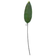 Liść strelicji, 104cm, zielony