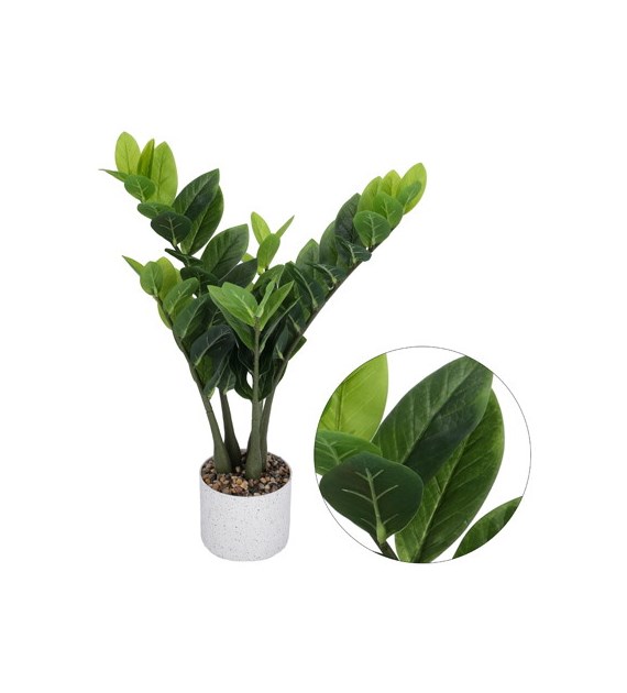 Zamiokulkas w plastikowej doniczce, 60cm, zielony