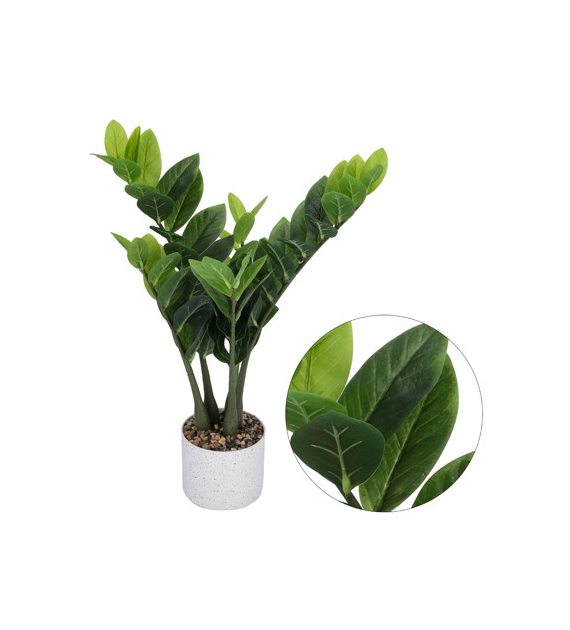 Zamiokulkas w plastikowej doniczce, 60cm, zielony