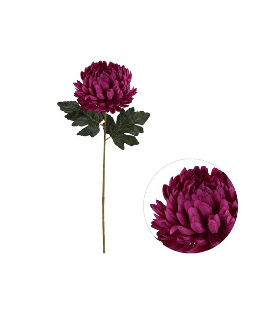 Chryzantema pojedyncza, 2 liście, 60cm, fioletowy