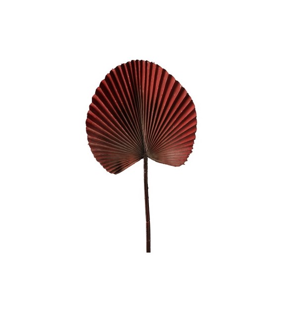 Liść palmy, 55cm, bordowy, zielony