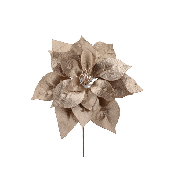 Gwiazda betlejemska pik, 24cm, szampański
