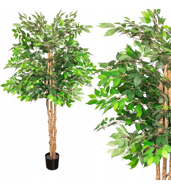 Drzewo figowe, 200cm, zielony