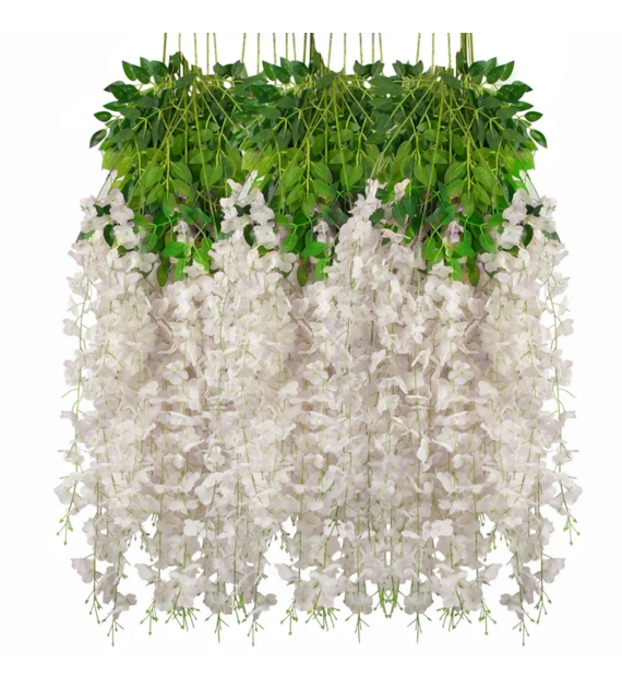 Wisteria kremowa - opakowanie 12 szt.